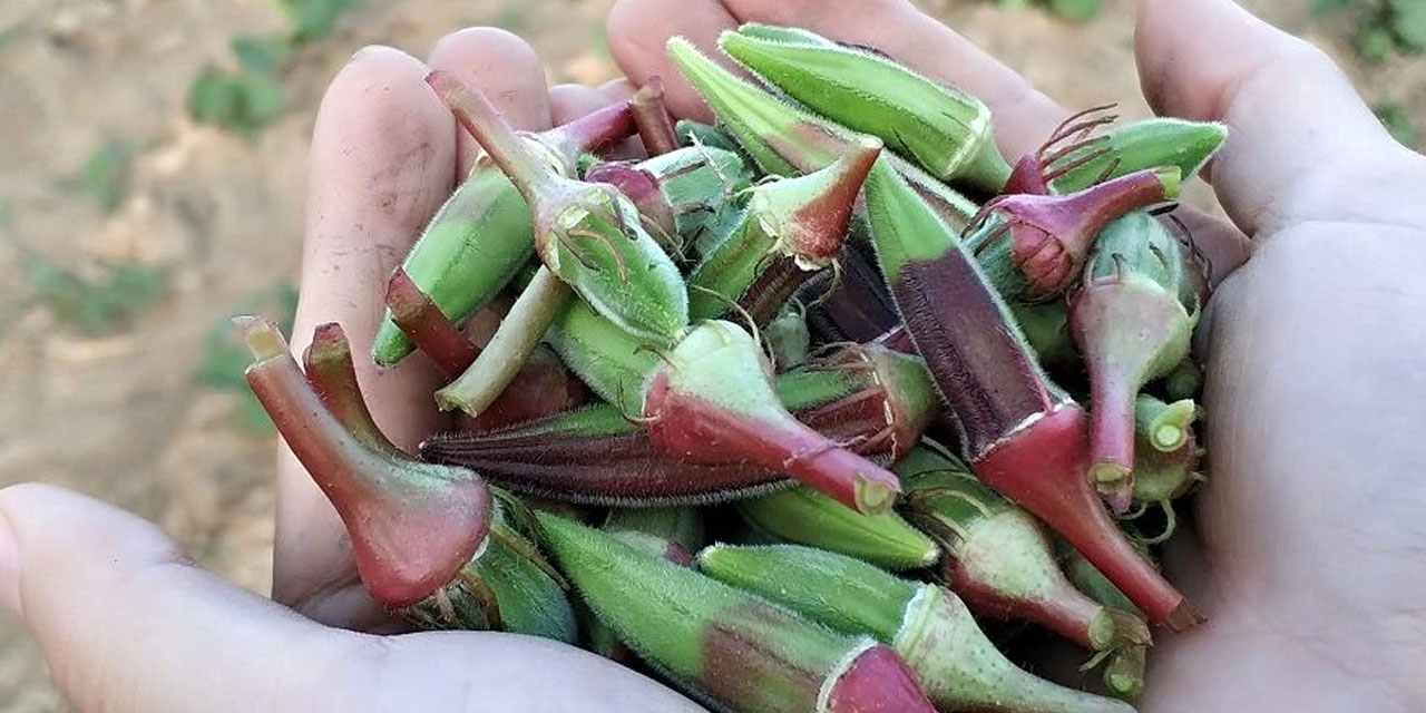 Kınalı bamya coğrafi işaret belgesi aldı