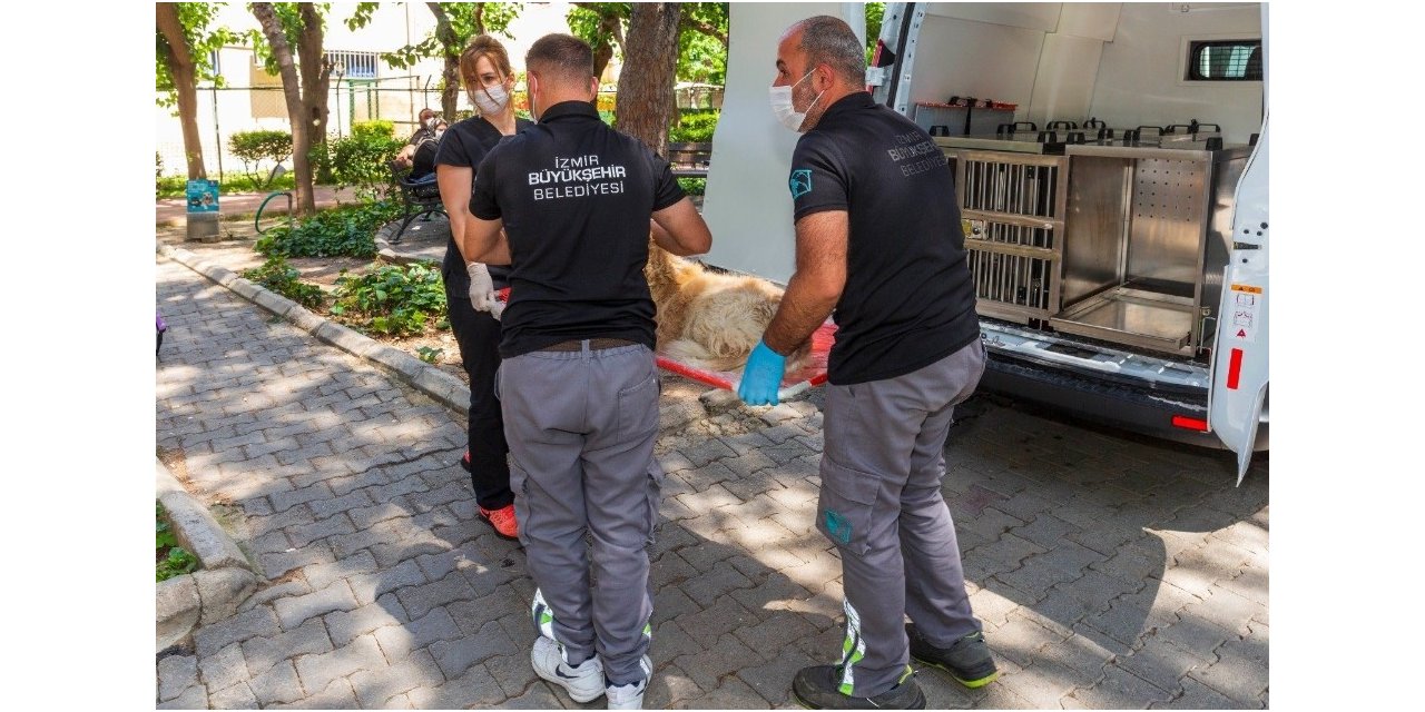 Sokak Hayvanları Acil Müdahale Ekibi 19 bin sokak hayvanını tedavi etti