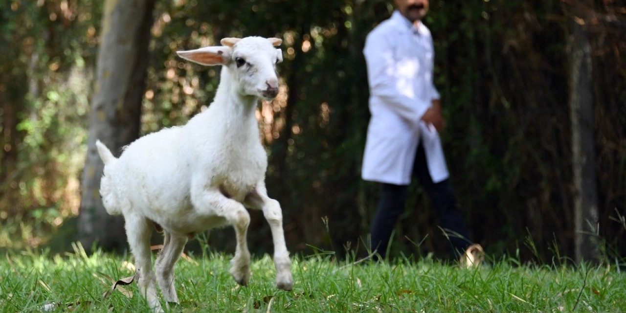 Sevimli kuzu Tarsus Doğa Parkı’nın maskotu oldu