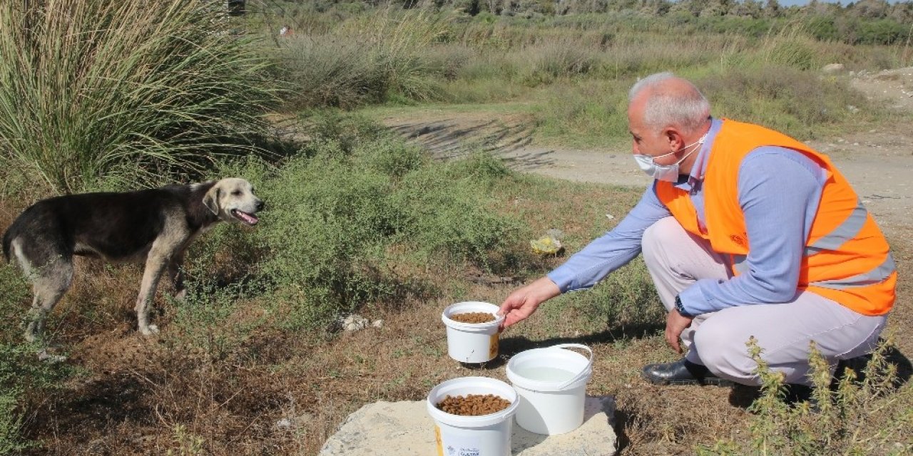 Gültak, sokak hayvanlarına mama ve su dağıttı