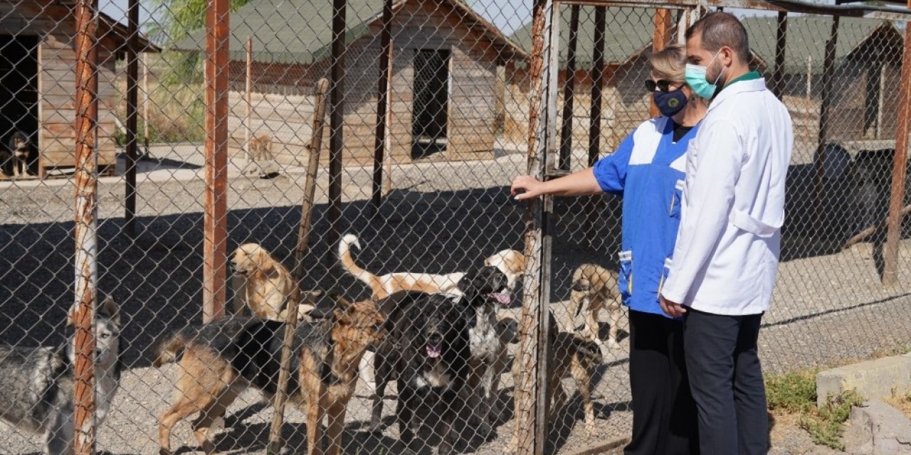 Diyarbakır Büyükşehir Belediyesi sokak hayvanlarını unutmadı