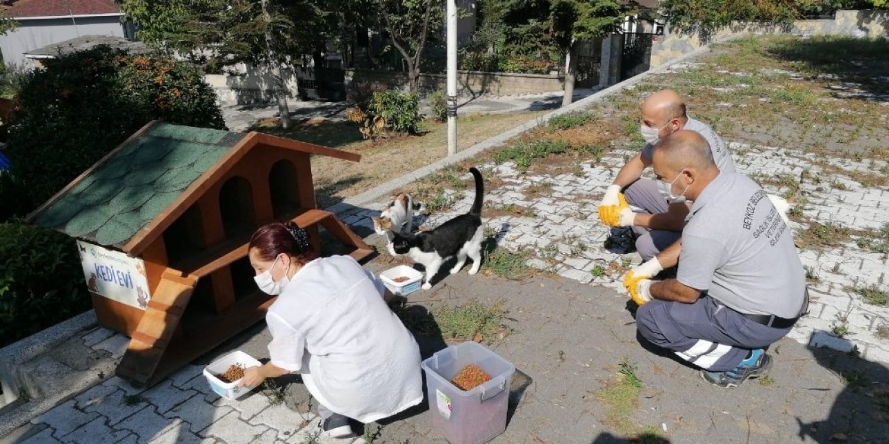 Beykoz Belediyesi 4 Ekim Hayvanları Koruma Gününde sokak hayvanlarını unutmadı