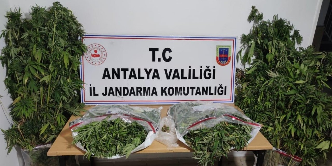 Silahla yaralama şüphelisinin evinden uyuşturucu tarlası çıktı