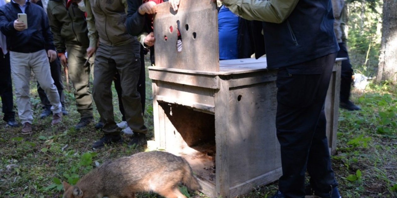 Tedavisi tamamlanan yavru çakalı Vali Şentürk doğaya saldı