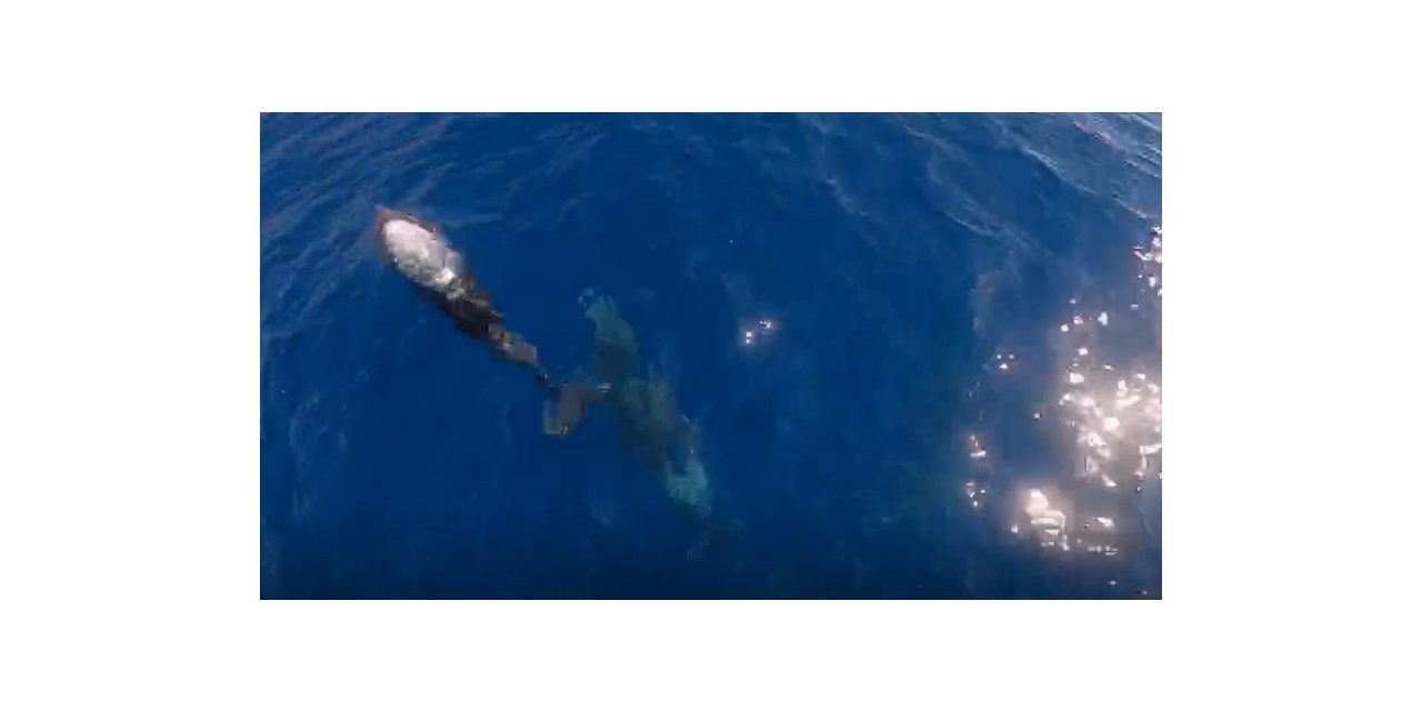 Tekneyle birlikte yüzen yunuslar renkli görüntüler oluşturdu