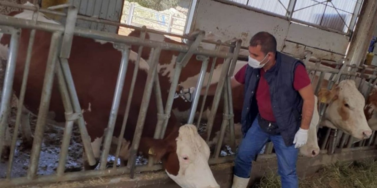 430 bin büyükbaş hayvan şap hastalığına karşı aşılanacak