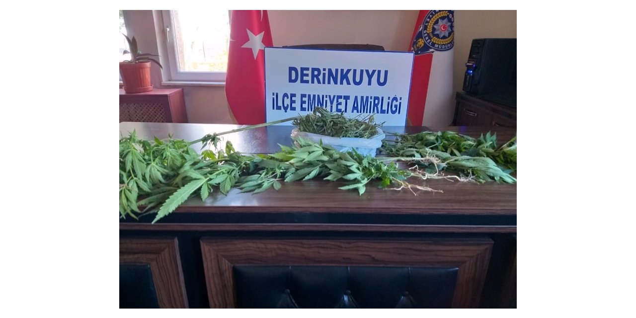 Derinkuyu’da 16 kök Hint keneviri ele geçirildi