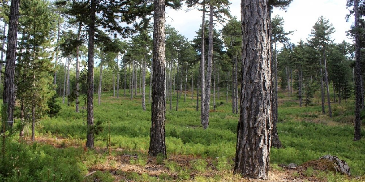 Bursa’nın ormanları böyle gençleştiriliyor