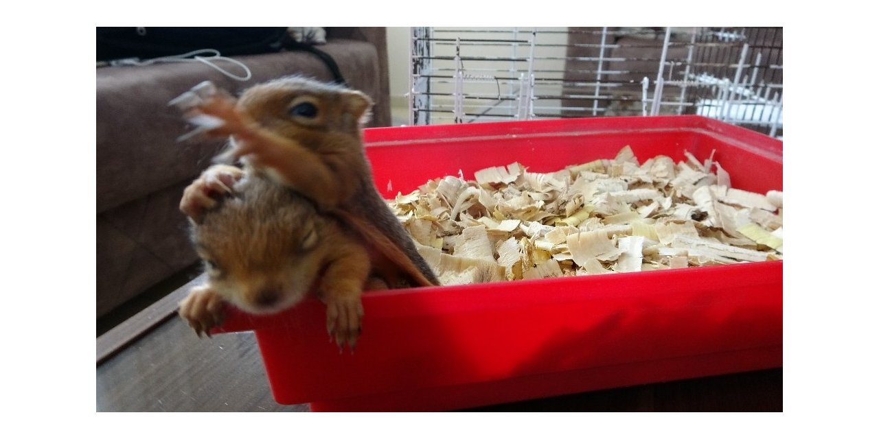 Yavru sincaplar evin neşesi oldu