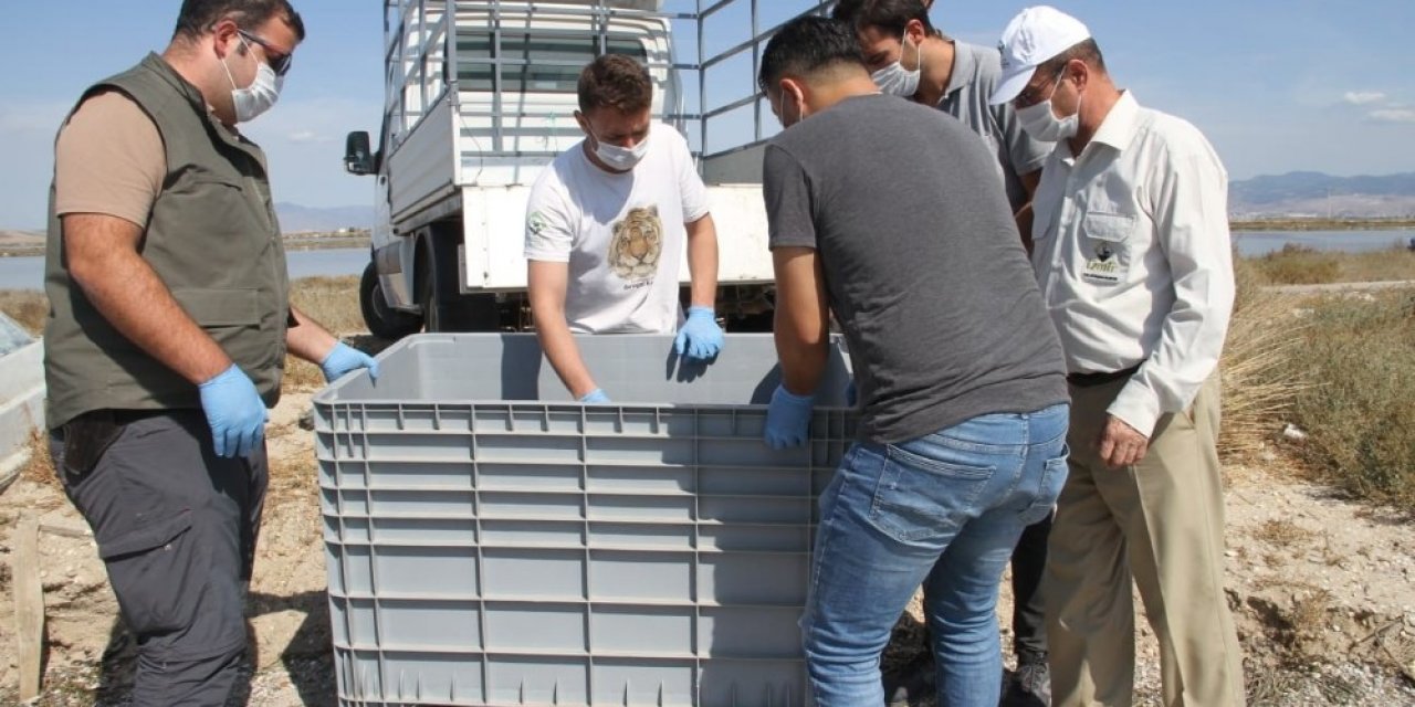 Körfez’de bulunan caretta ceratta, DEKAMER’e gönderildi