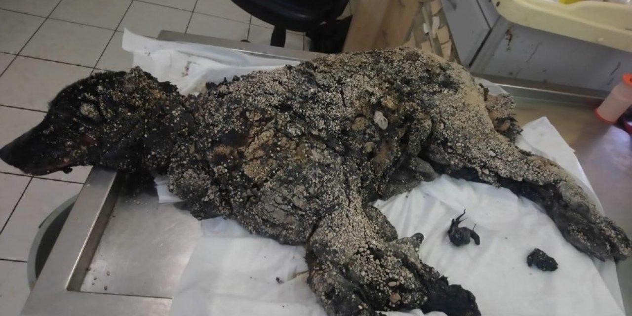 Üzeri sıcak zifte bulanıp çakıl taşları katmanı oluşan köpek hayata tutunmayı başardı