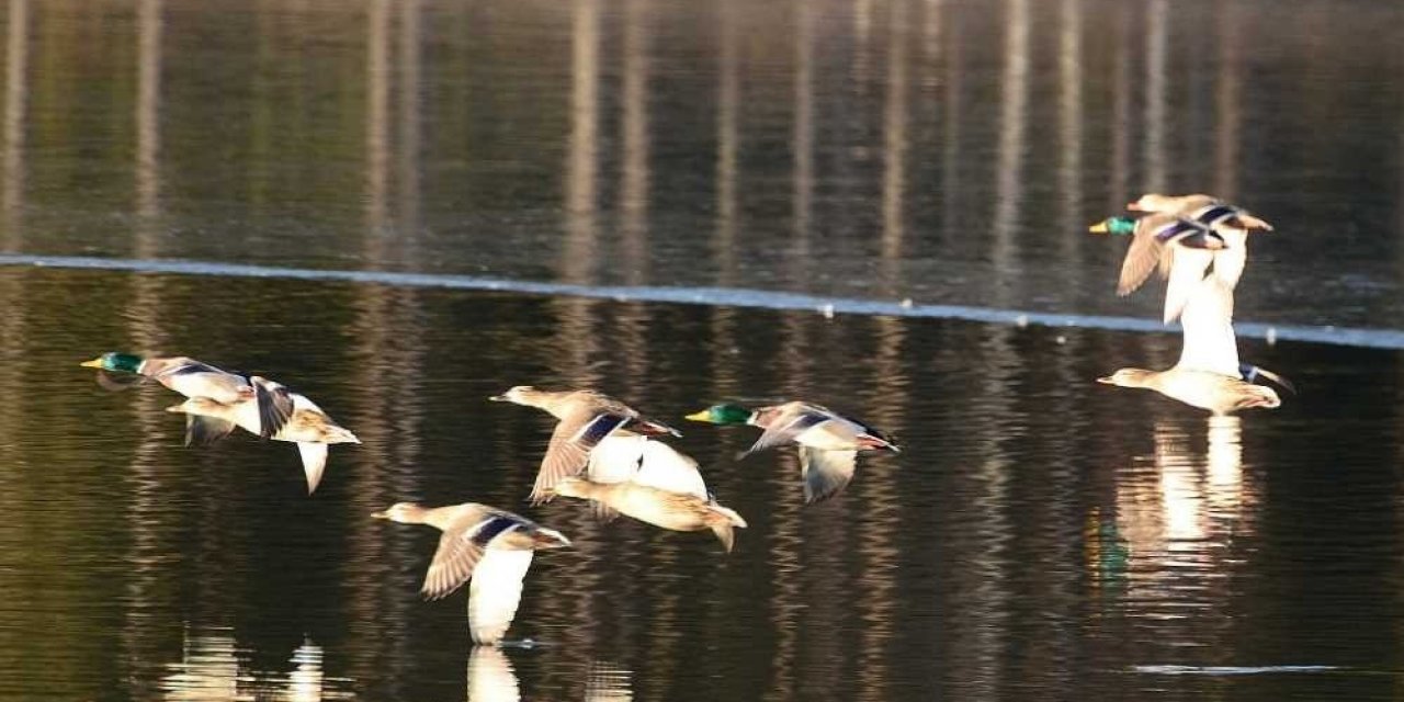 Topuk Göleti görenleri hayran bırakıyor