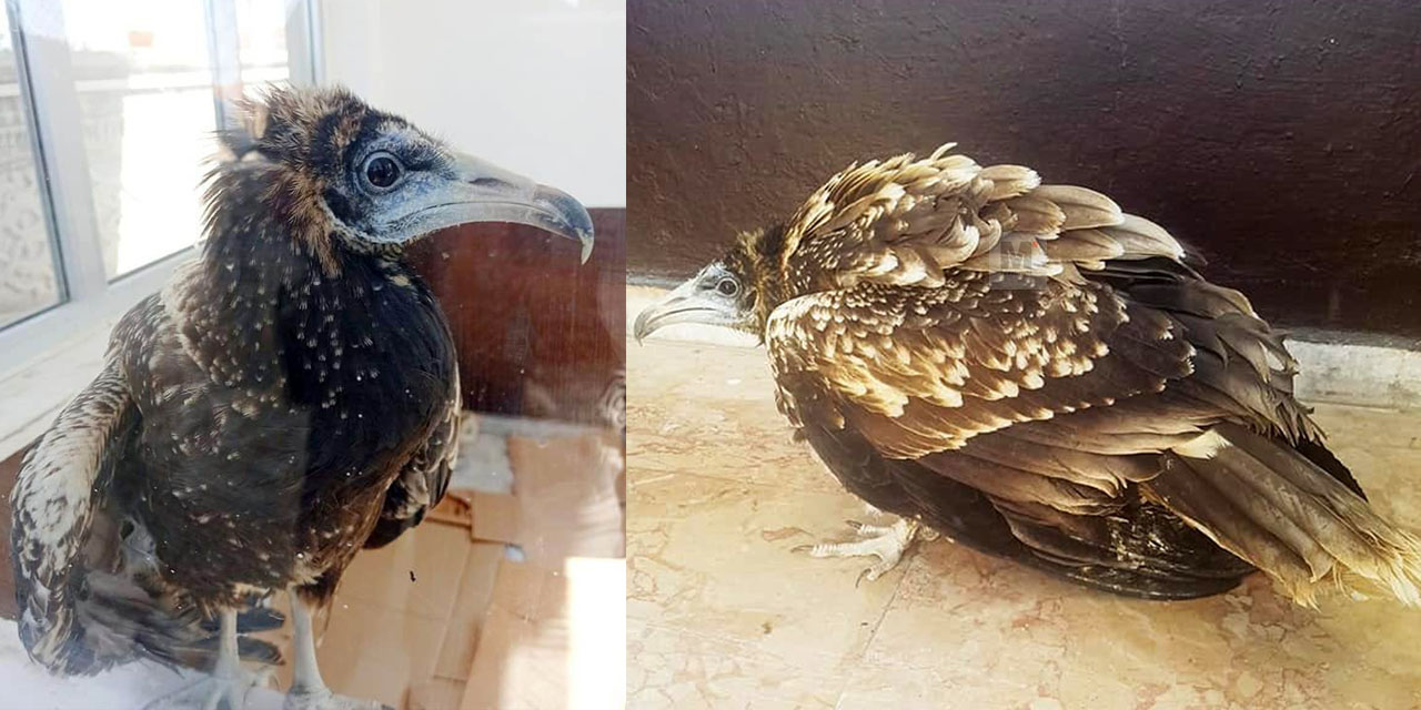 Konya'da nesli tükenmekte olan yaralı 'mısır akbabası' bulundu