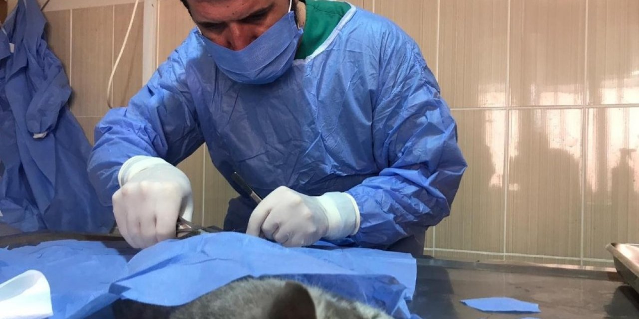 Hasta kedi tedavi edildi