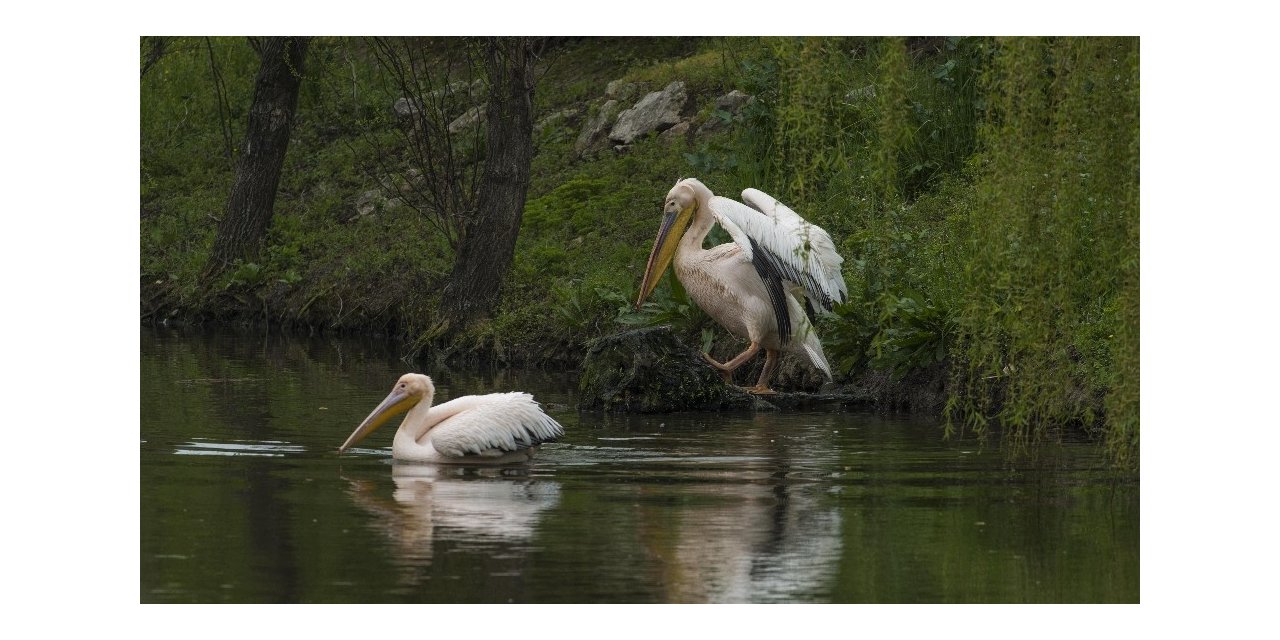 Haydut’tan sevindirici haber