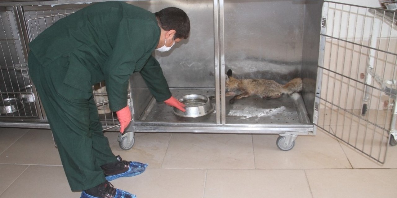 Elazığ’da bitkin halde bulunan tilki tedavi altına alındı