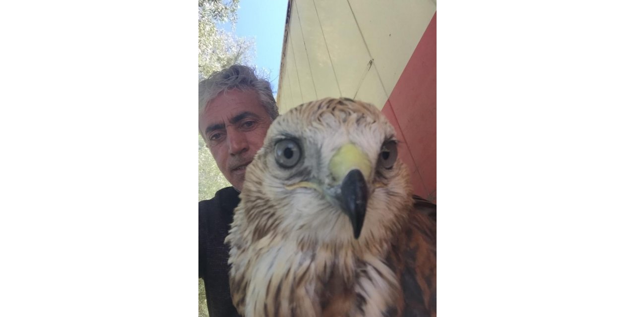 Yabani kızıl şahinleri elleriyle besliyor