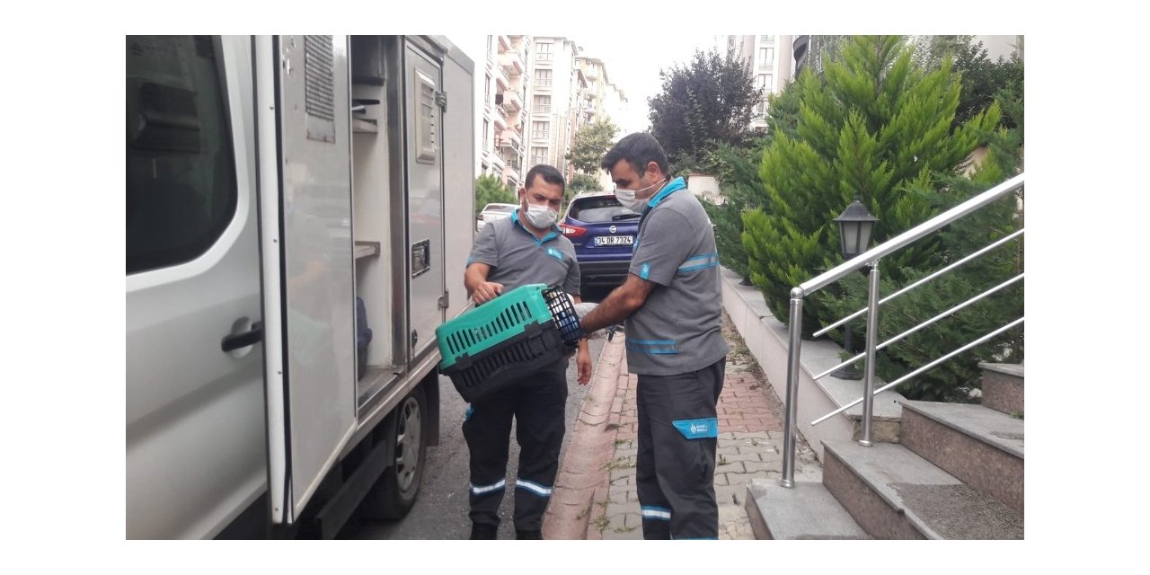 Çatıdaki yaralı martıya Ümraniye Belediyesi ekipleri müdahale etti