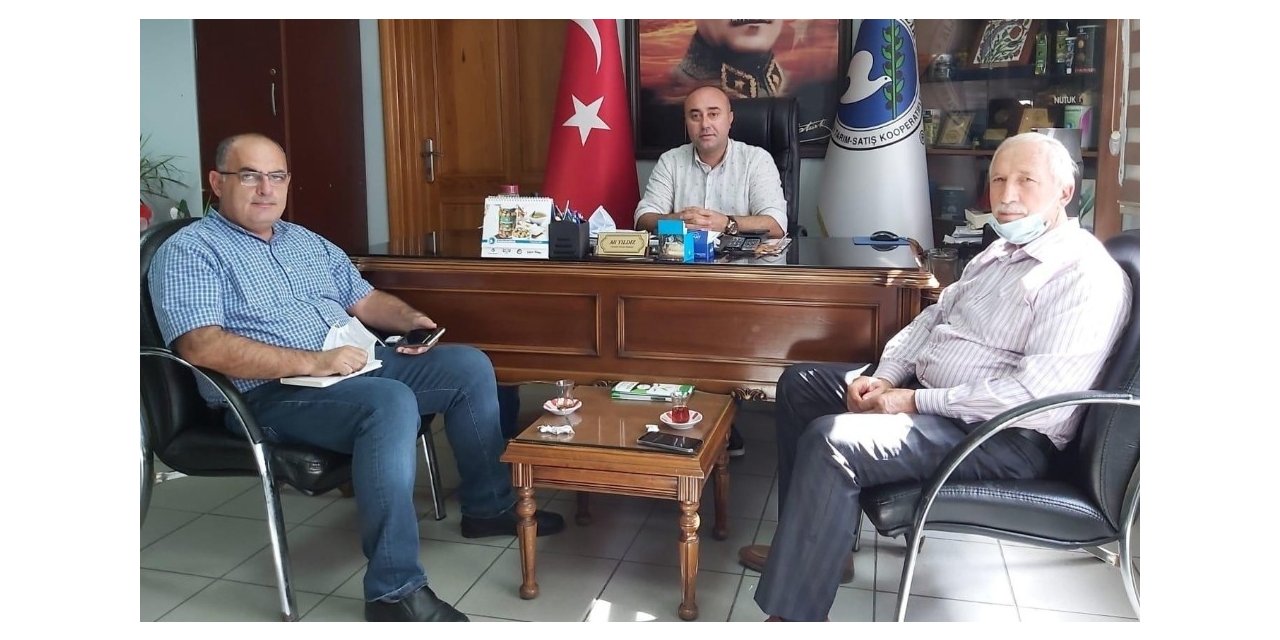 Kuraklık zeytinde rekolteyi etkiledi