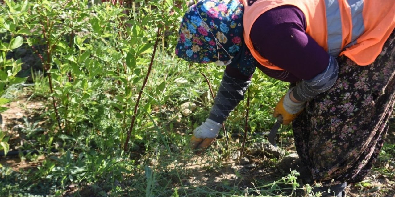 Bilecik Belediyesi tarafından üretilen saksı fidanlar toprakla buluşuyor
