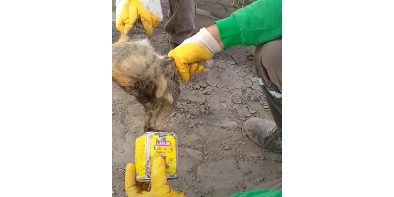 Kafası teneke kutuya sıkışan kediyi temizlik işçisi kurtardı