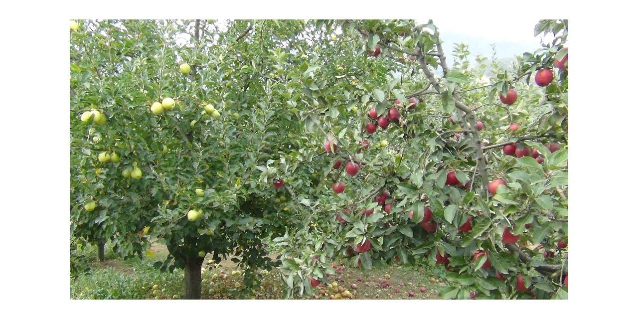 Elma hasadı başladı, lodos büyük zarar verdi