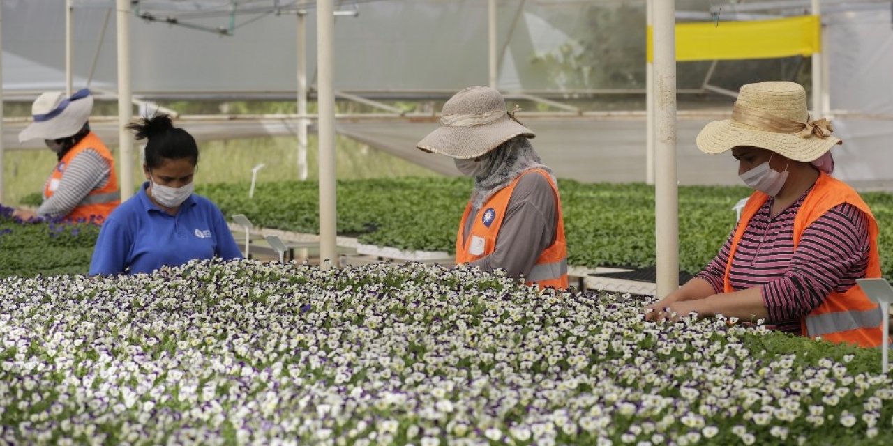 Antalya’nın kışlık çiçekleri hazır