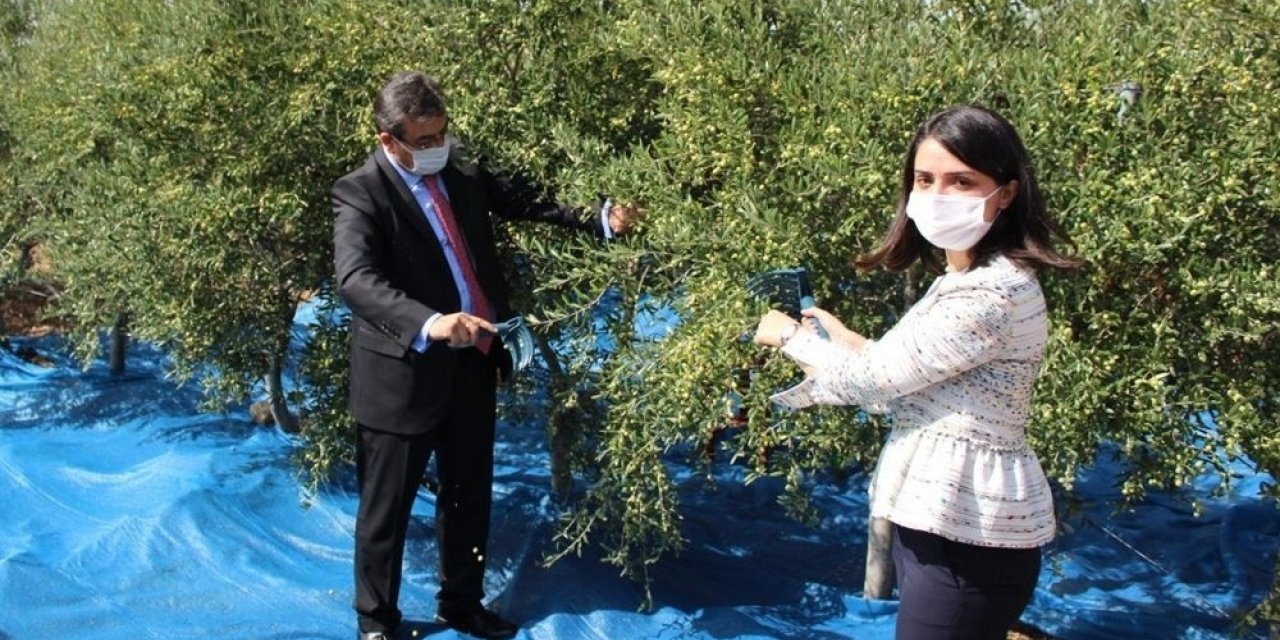Bozcaada’da zeytin hasadı başladı, ilk zeytini ilçenin kadın kaymakamı topladı