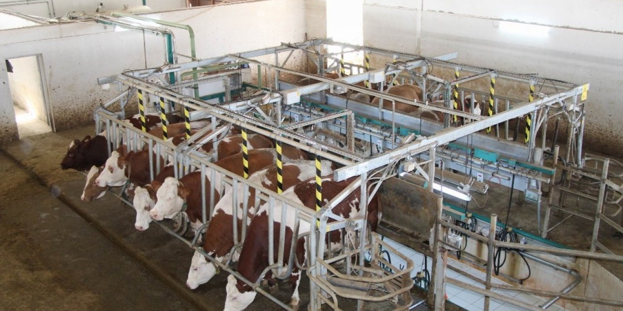 Hollanda’da yaşayan gurbetçi vatandaş tarım ve hayvancılık için Türkiye’ye döndü