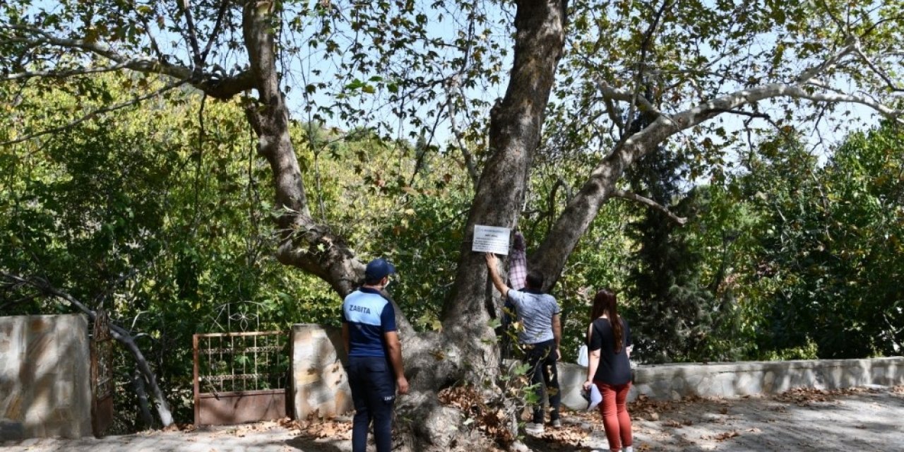 Buldan’da asırlık 7 adet çınar ağacına, “Anıt ağaç” levhaları asıldı