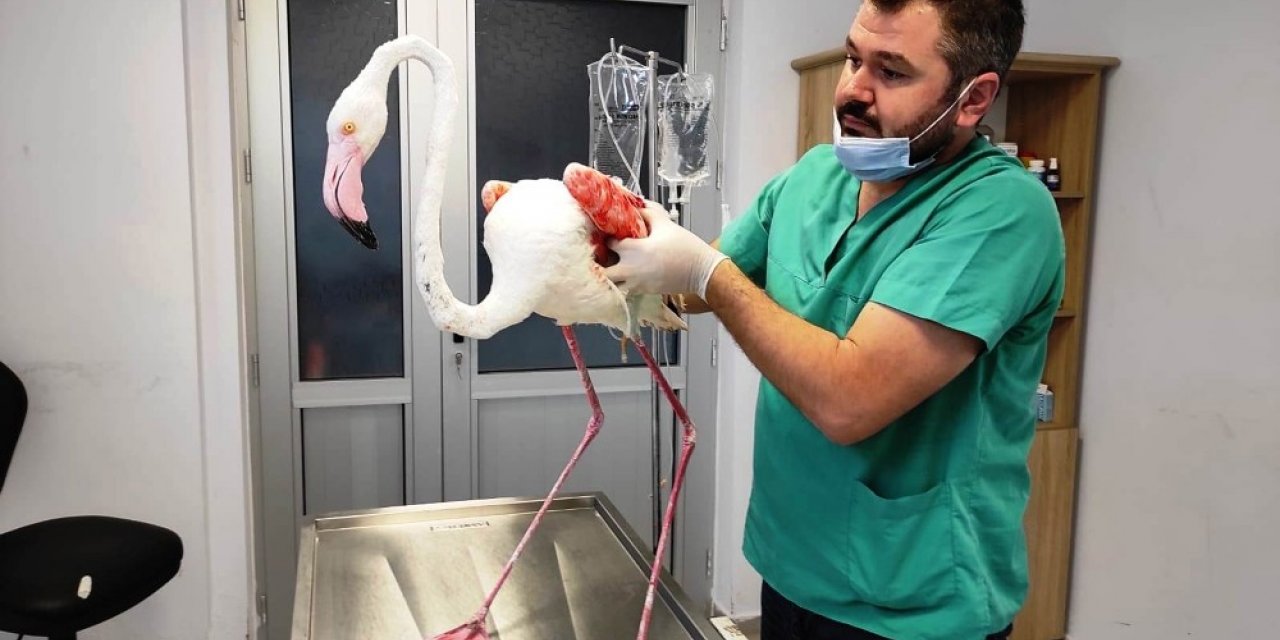 Yaralı flamingoya Büyükşehir şefkati