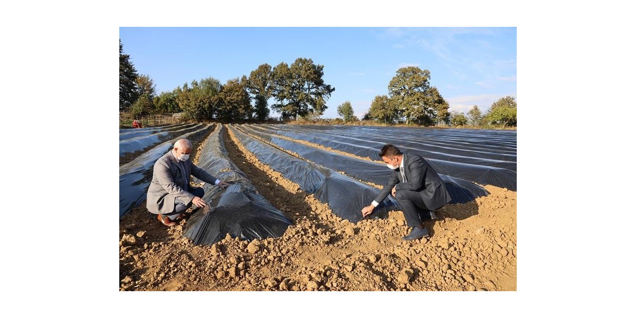 Ahududu ve böğürtlen yetiştiriciliği merkezi olacak
