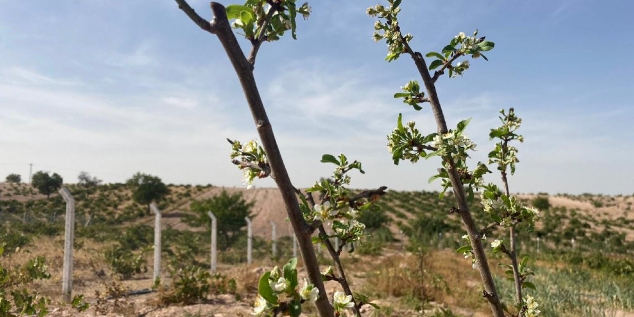 Erik ağacı Ekim ayında çiçek açtı