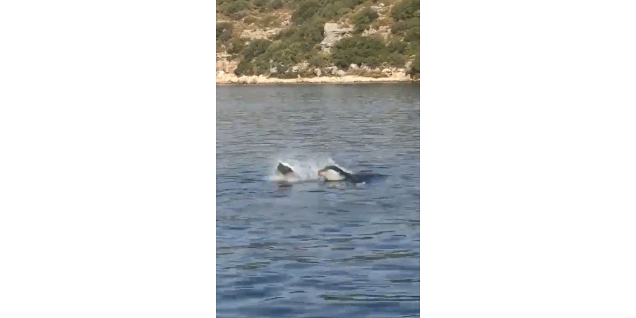 Akdeniz fokundan ibretlik ‘çöp tepkisi’