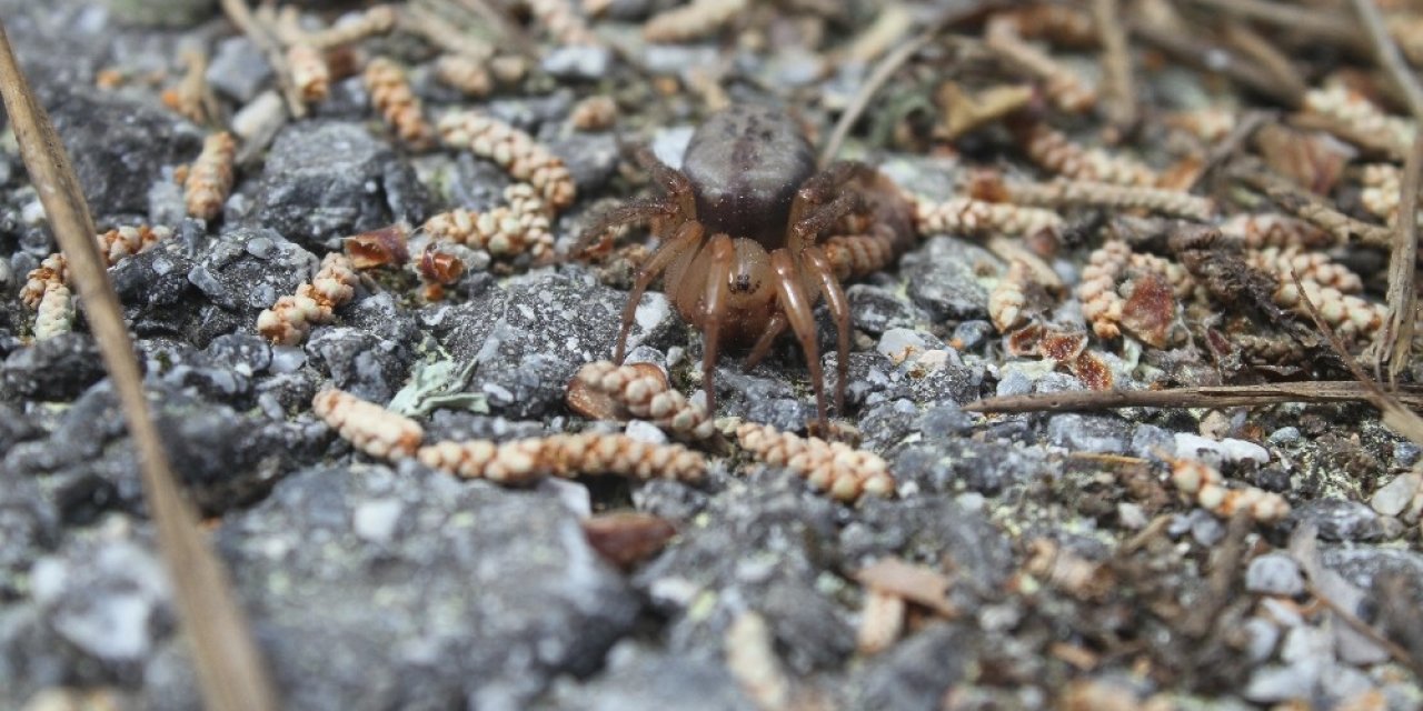 Kıbrıs’a özgü örümcek türü keşfedildi