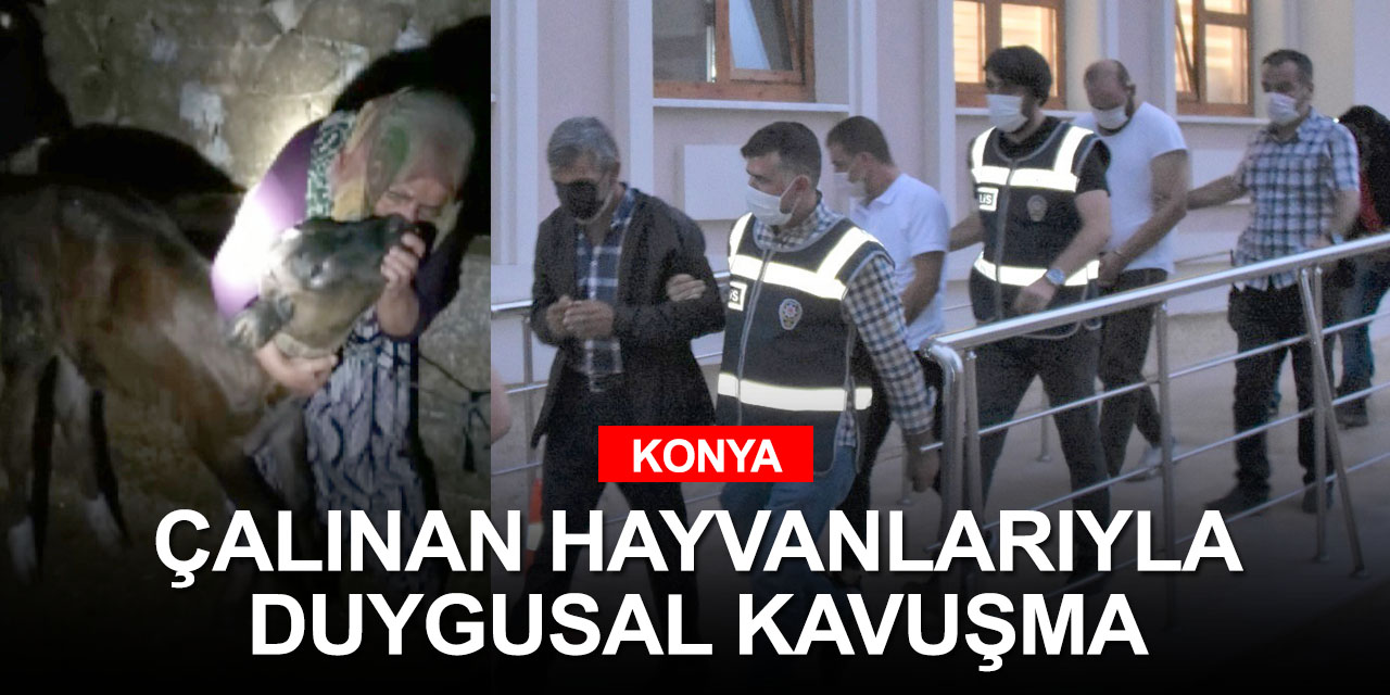 Konya'da çalınan hayvanlarına kavuşan kadın 'kınalı kuzum' diyerek sevinçten ağladı