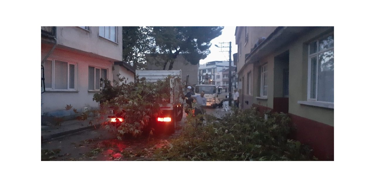 Yarım asırlık çınarlara yıldırım düştü, belediye mahalleli el ele verdi