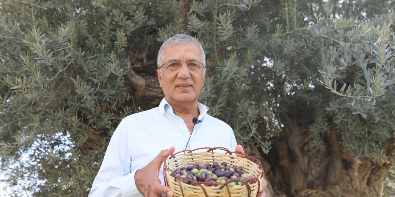 Bin 203 yaşındaki anıt ağacın zeytinleri eğitime katkı sunacak