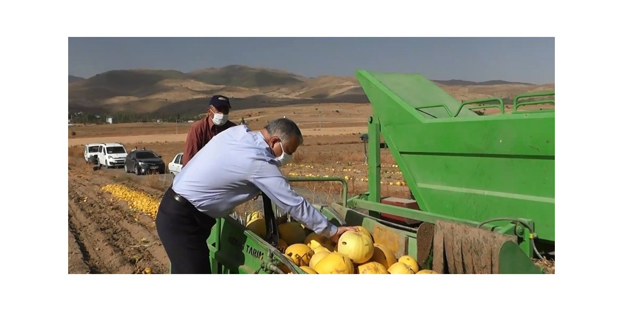 Develi’de kabak hasadı başladı