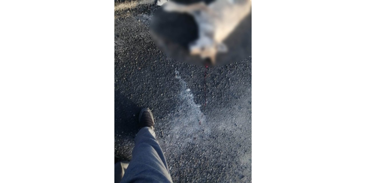 Koyunları telef eden kurt kazada telef oldu