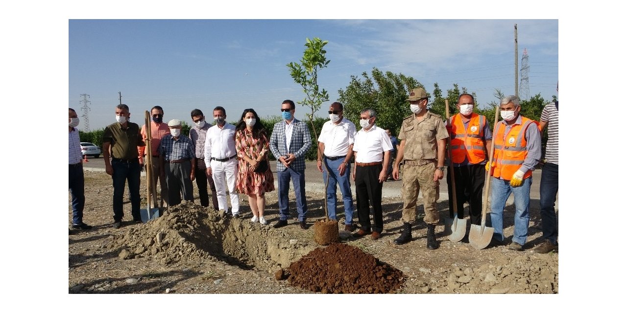 Kozan’ın girişine turunç ağaçları dikildi