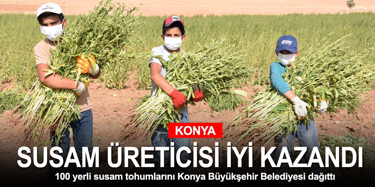 Konya Büyükşehir'in dağıttığı yüzde 100 yerli susam tohumları üreticiye 2,2 milyon lira kazandırdı