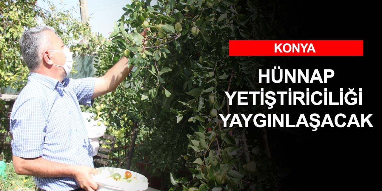 Şifa deposu hünnap Konya'da güzel ürün veriyor! Üretim yaygınlaşacak