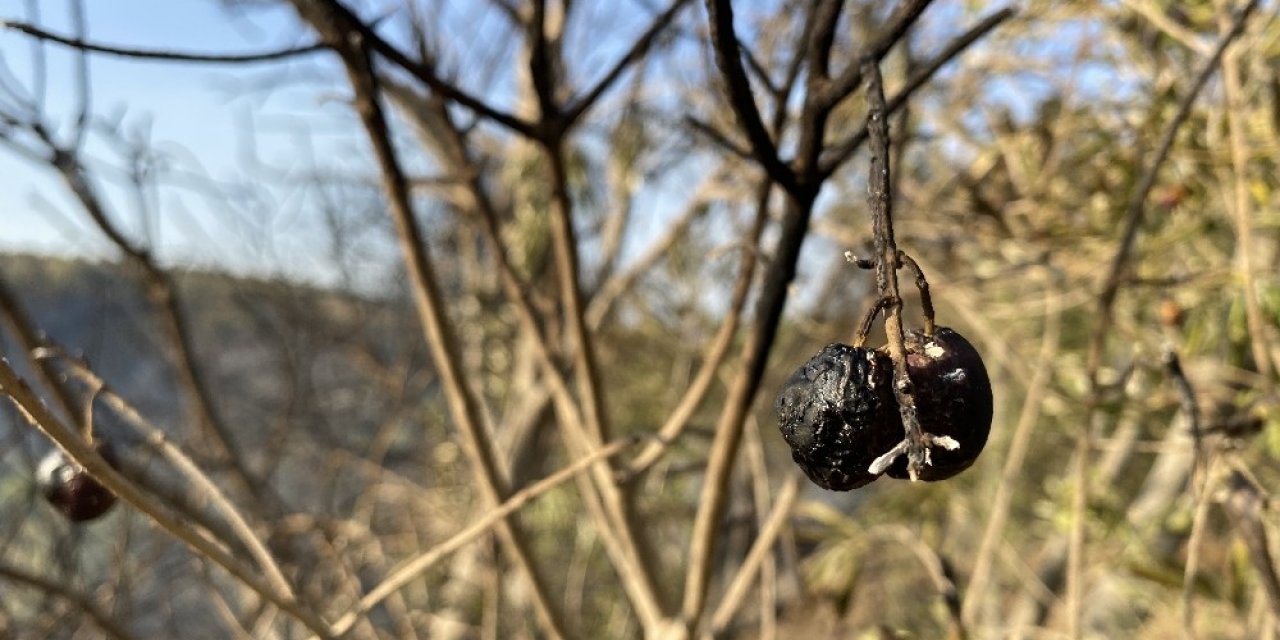 Hatay’da zeytin ağaçları kül oldu
