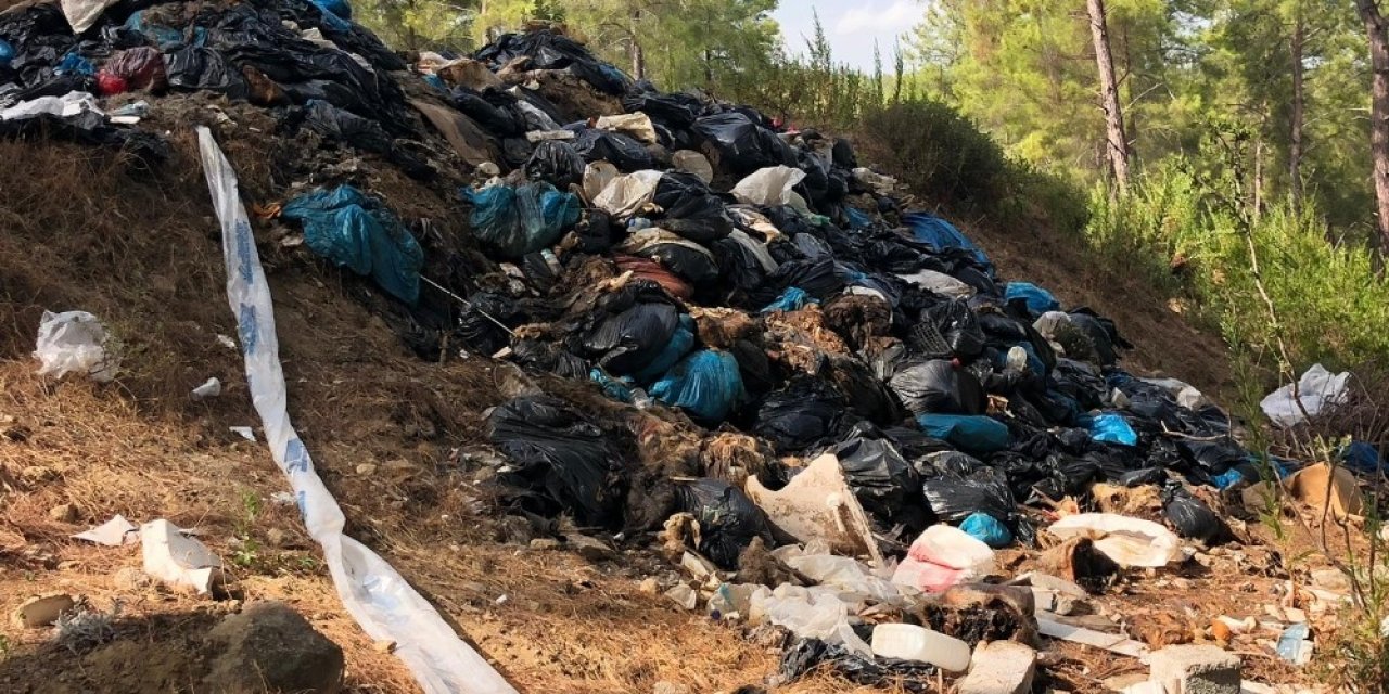 Kaçak kesilen domuzların iç organları ormanda bulundu, muhtar isyan etti