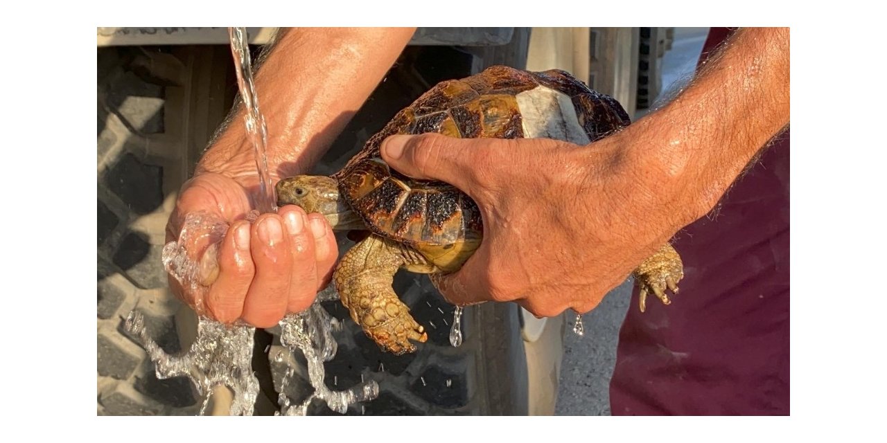Yangında mahsur kalan kaplumbağaları böyle kurtardılar