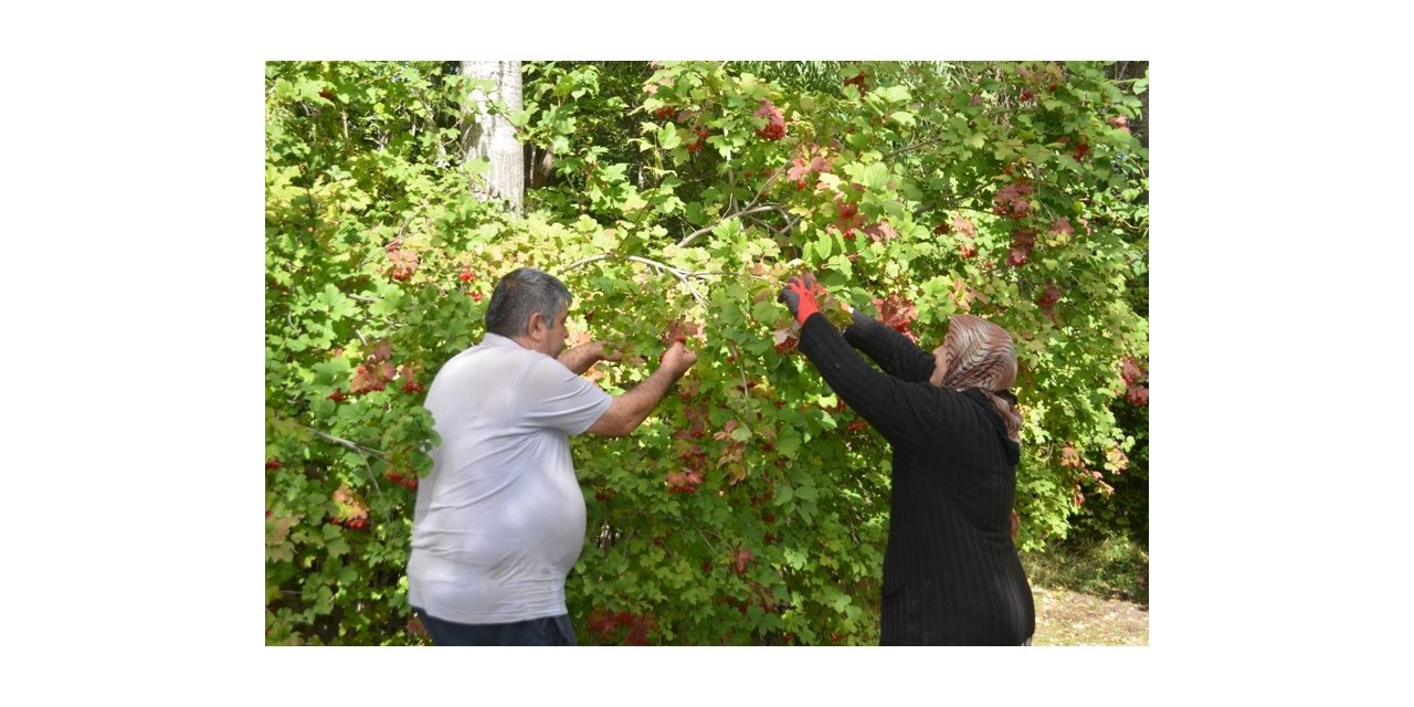 Bünyan’da Gilaburu hasadı başladı
