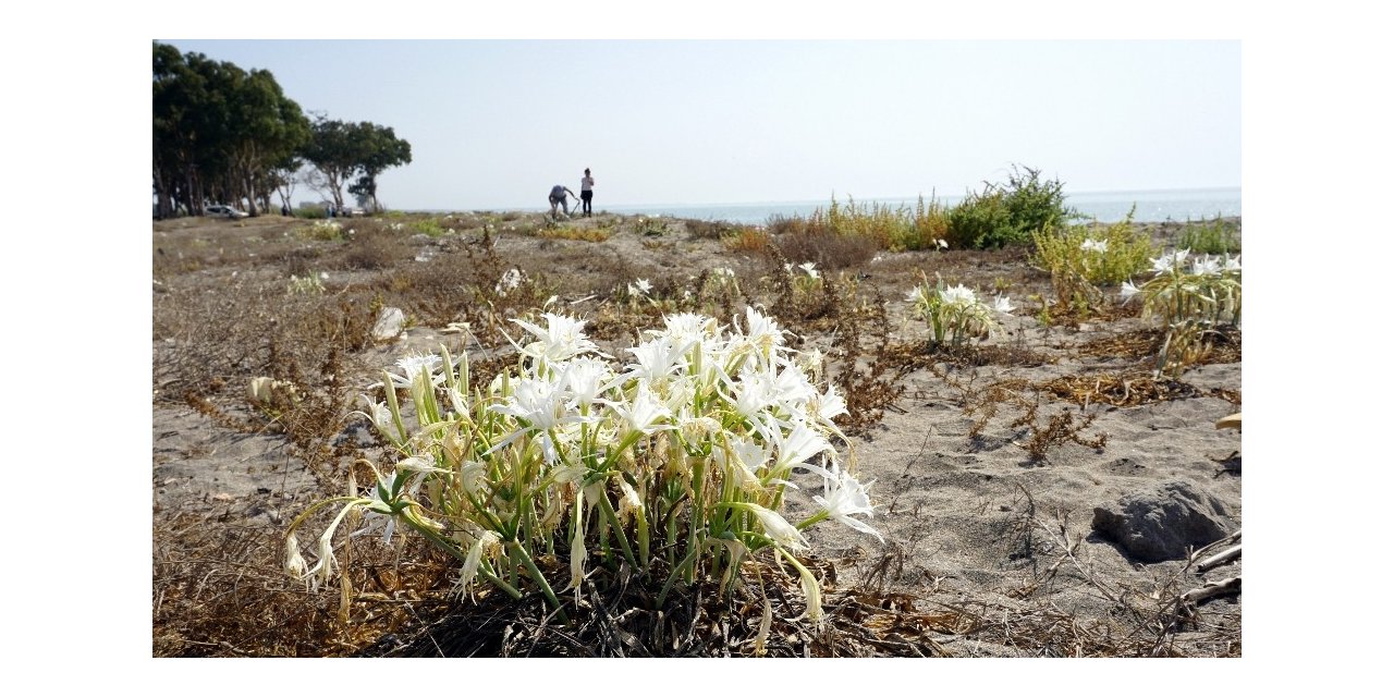 Kum zambakları Akdeniz Belediyesinin koruması altında