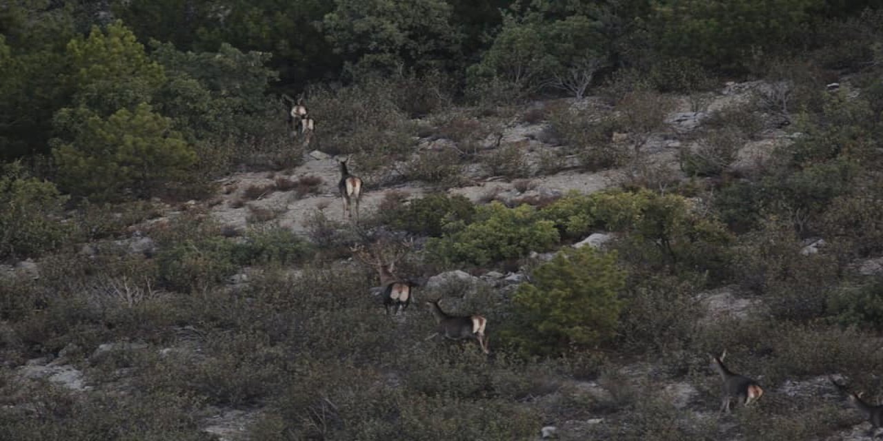Afyonkarahisar ve Denizli’de yaban hayvanlarının envanteri çıkarıldı