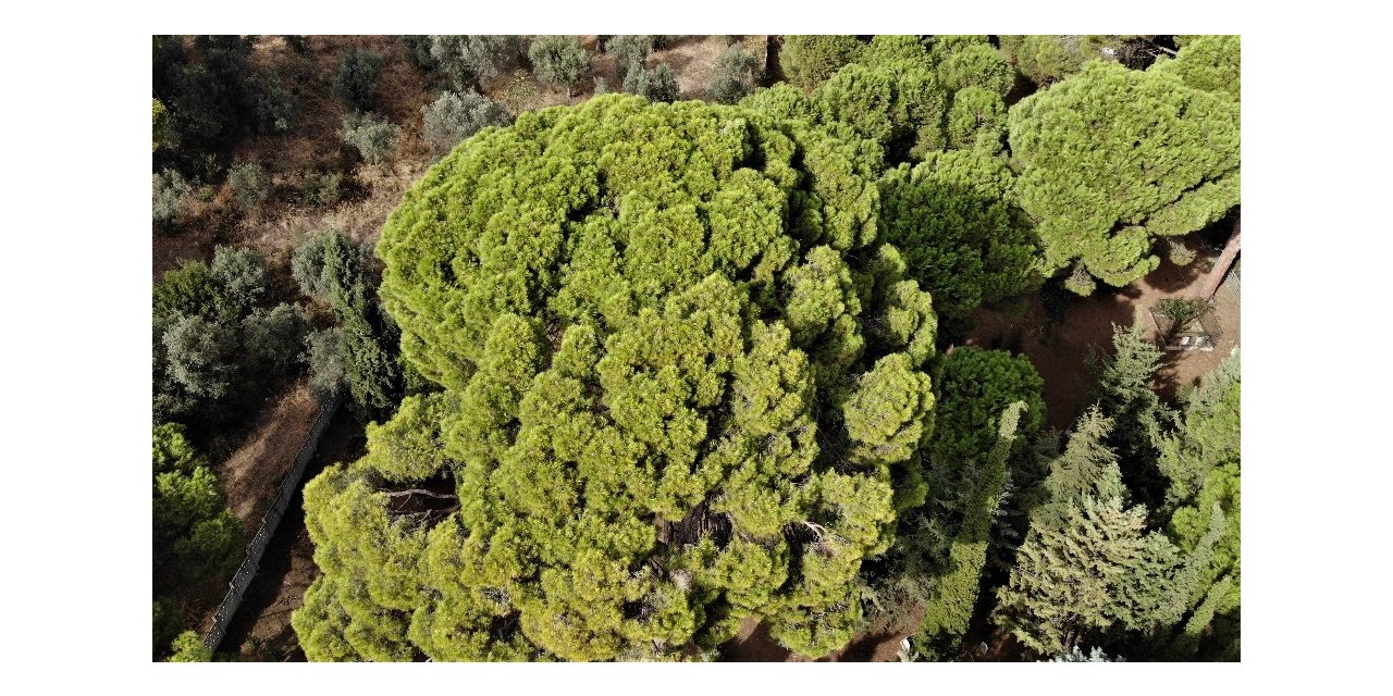 İngilizlerin topla yıkamadığı 700 yaşındaki tek kollu gazi hâlâ ayakta